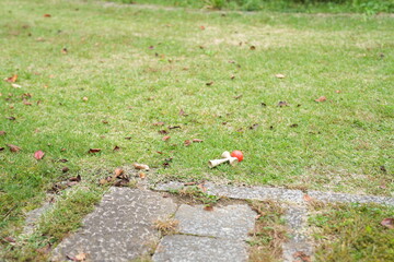 A small red and white toy is laying on the grass next to a brick walkway