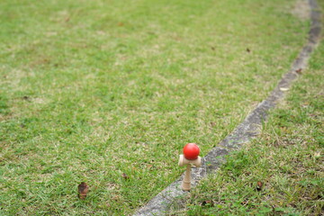 A red ball is sitting on a wooden board in a grassy field