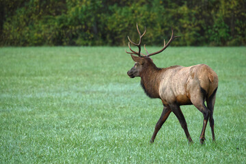 Bull elk grazing battling in grassy meadow during fall rut. 