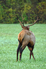 Bull elk grazing battling in grassy meadow during fall rut. 
