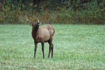 Bull elk grazing battling in grassy meadow during fall rut. 