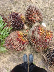 Pile of fresh palm oil bunch isolated on Garden