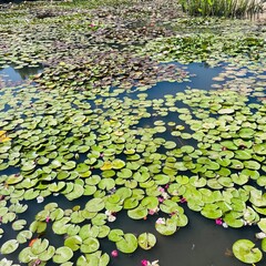 water lilies in the pond