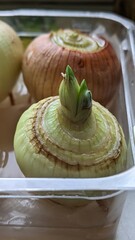 Onion Seedlings with Green Sprouts in Box. Fresh onion seedlings growing in a box, showing small green shoots under natural light.
