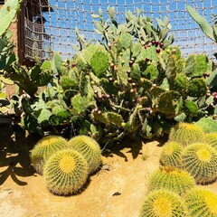 cactus in the garden