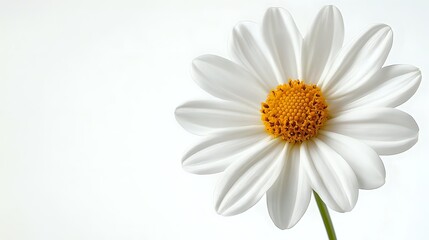 Single white daisy flower with yellow center isolated on white background, fresh spring botanical composition showing delicate petals and natural form.