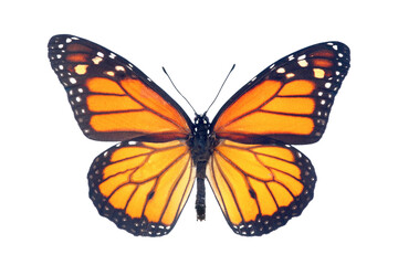 colorful monarch butterfly isolated on transparent background.  