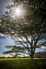Kauai, Hawaii countryside in the rural pasturelands area near Lihue. The backroads on this island in the South Pacific can provide unique opportunities that the tourist areas cannot. 