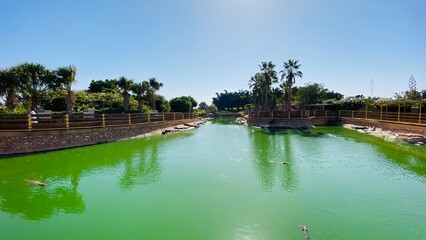lake in the park. Green lake for crocodiles.