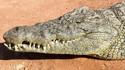 close up of a crocodile in zoo.
