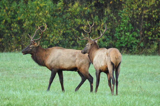 Bull elk grazing battling in grassy meadow during fall rut. - Powered by Adobe