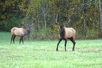 Bull elk grazing battling in grassy meadow during fall rut. 