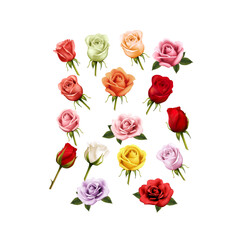 Set of Colorful Realistic Roses, Beautiful Flower Vector Illustration