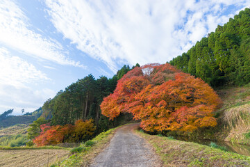 平野の大もみじ（熊本県山都町）