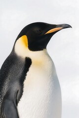 A close-up shot showcasing an emperor penguin with distinct black and white plumage and a yellow patch on its neck.
