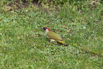Pic vert sur herbe, profil net. Plumage vert, calotte rouge, masque noir. Scène naturelle en plein jour, idéale pour l’identification ornithologique ou l’observation en milieu sauvage