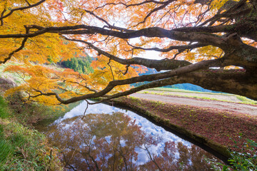 平野の大もみじ（熊本県山都町）