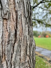 Autumn on a rainy day