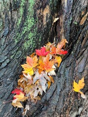 Autumn on a rainy day