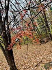 Autumn on a rainy day