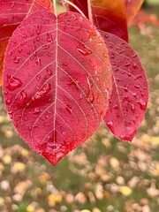 Autumn on a rainy day