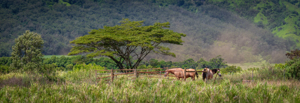 Kauai, Hawaii countryside in the rural pasturelands area near Lihue. The backroads on this island in the South Pacific can provide unique opportunities that the tourist areas cannot. 