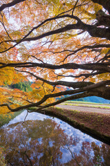 平野の大もみじ（熊本県山都町）