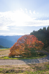 平野の大もみじ（熊本県山都町）