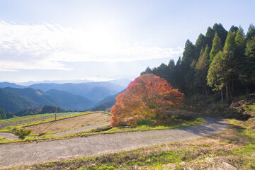 平野の大もみじ（熊本県山都町）