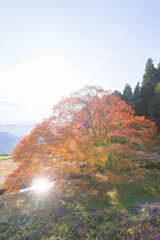 平野の大もみじ（熊本県山都町）