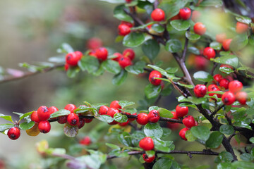 Obraz premium Berry Branches: Vivid red berries adorn delicate branches amidst lush green foliage, capturing nature's vibrant beauty in a serene outdoor setting.