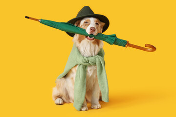 Cute Australian Shepherd dog in autumn hat with sweater and umbrella on yellow background