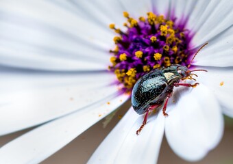 beetle on a flower