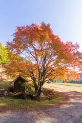 平野の大もみじ（熊本県山都町）