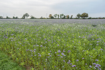 Rainfarn-Phazelie (Phacelia tanacetifolia)