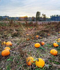 Pumpkin-Field in the autumn