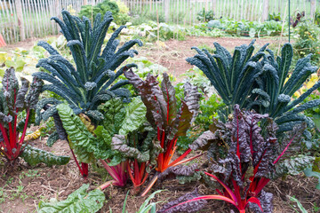 Palmkohl (Brassica oleracea var. palmifolia)