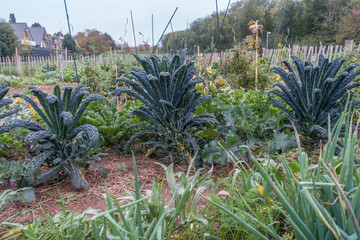 Palmkohl (Brassica oleracea var. palmifolia)