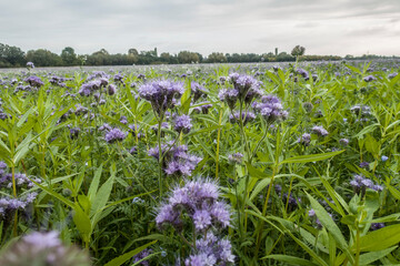 Rainfarn-Phazelie (Phacelia tanacetifolia)