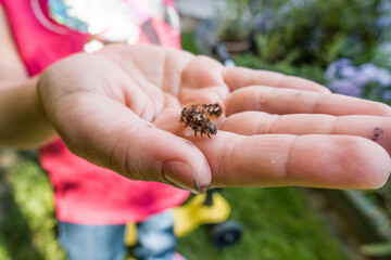 Raupe einer Ampfereule (Acronicta rumicis)