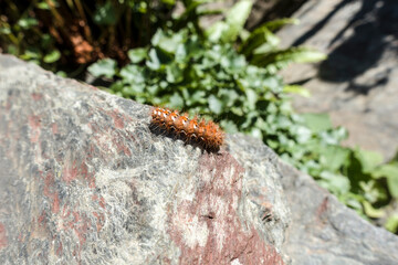 Raupe einer Ampfereule (Acronicta rumicis)