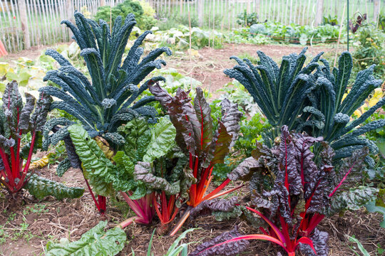 Palmkohl (Brassica oleracea var. palmifolia)