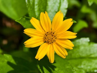 wedelia flowers bloom in the morning