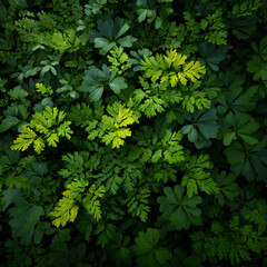 Overhead view of green vegetation, with some leaves showing yellow hues in a dark area