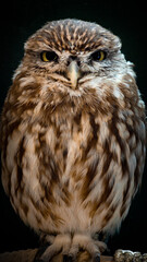 Brown owl perched, looking directly at camera on dark background.