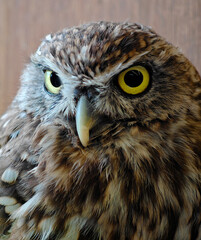 Close-up of owl eye with sharp feathers texture and deep yellow iris.
