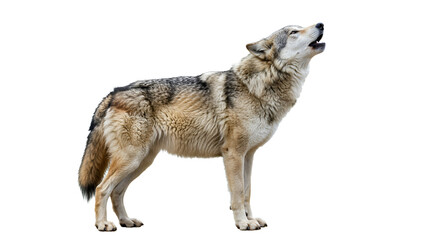 A gray wolf standing and howling on a white background, showing thick fur and a strong wild expression.