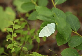 Pale Beauty (Campaea Perlata) white moth in Beartooth Mountains, Montana