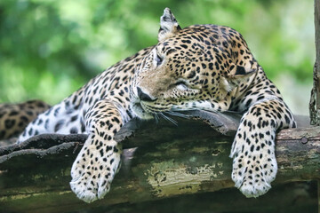 Sri Lankan Leopard Resting on Tree Branch in Yala National Park, Sri Lankan Leopard, Leopard Resting on Tree Branch, Leopard in jungle, Leopard couple, Asian Leopard