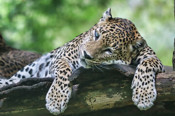 Sri Lankan Leopard Resting on Tree Branch in Yala National Park, Sri Lankan Leopard, Leopard Resting on Tree Branch, Leopard in jungle, Leopard couple, Asian Leopard
